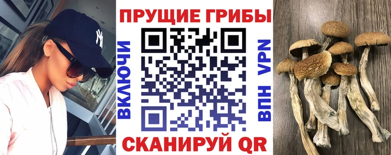 Псилоцибиновые грибы мицелий  Пересвет 
